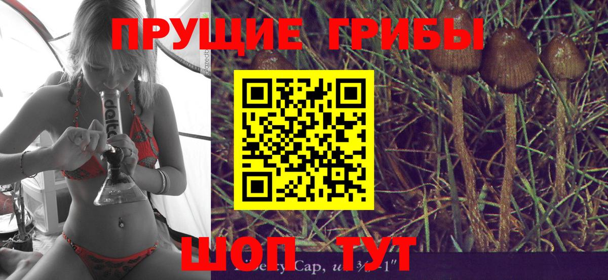 Михайловка  где продают   Вход с VPN  Псилоцибиновые грибы GOLDEN TEACHER  Псилоцибиновые грибы MAGIC MUSHROOMS 